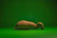 A single, elongated sweet potato with a curved end is placed on a green surface with a matching green background.