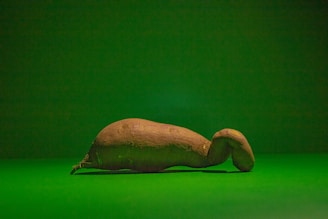 A single, elongated sweet potato with a curved end is placed on a green surface with a matching green background.