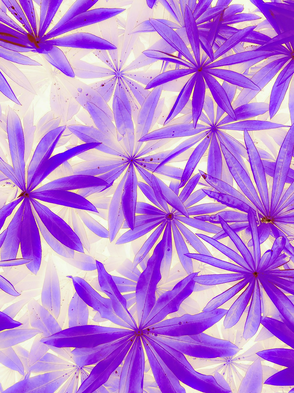 a bunch of purple flowers on a white background