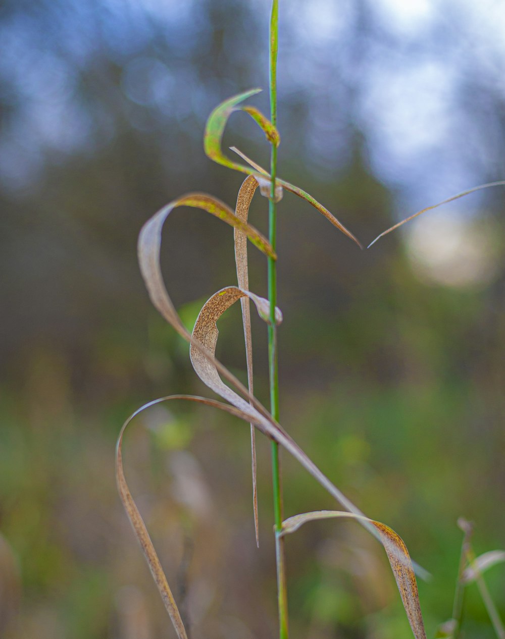 a close up of a plant with a long stem