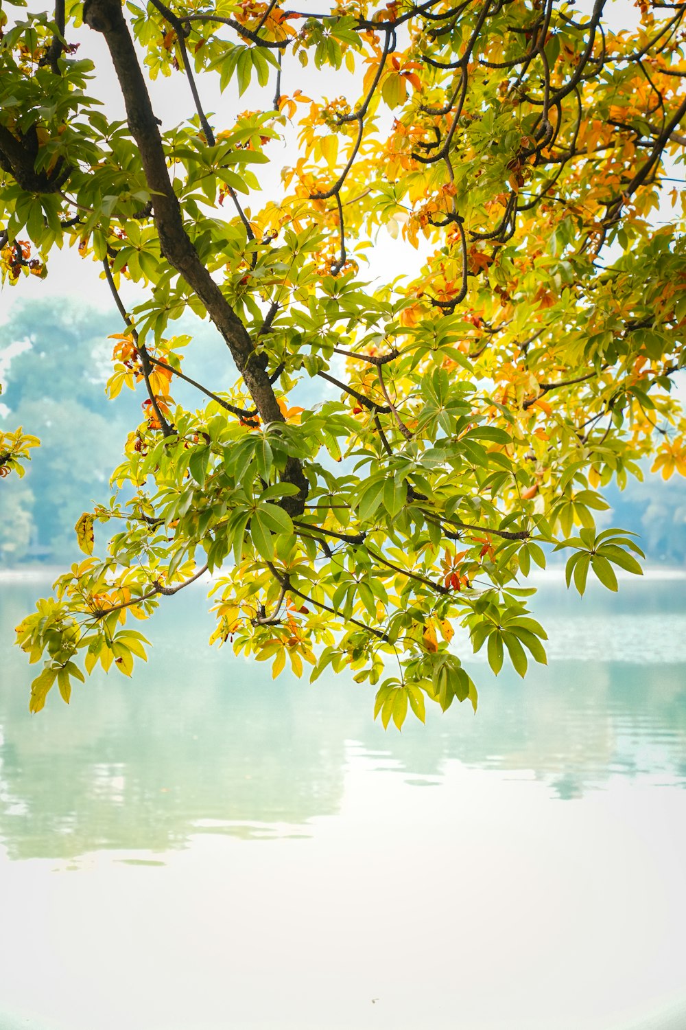 a tree with yellow leaves over a body of water