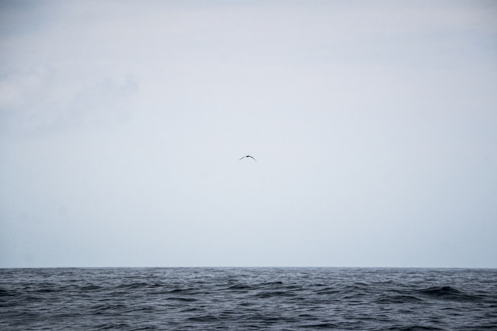 a bird flying over a large body of water