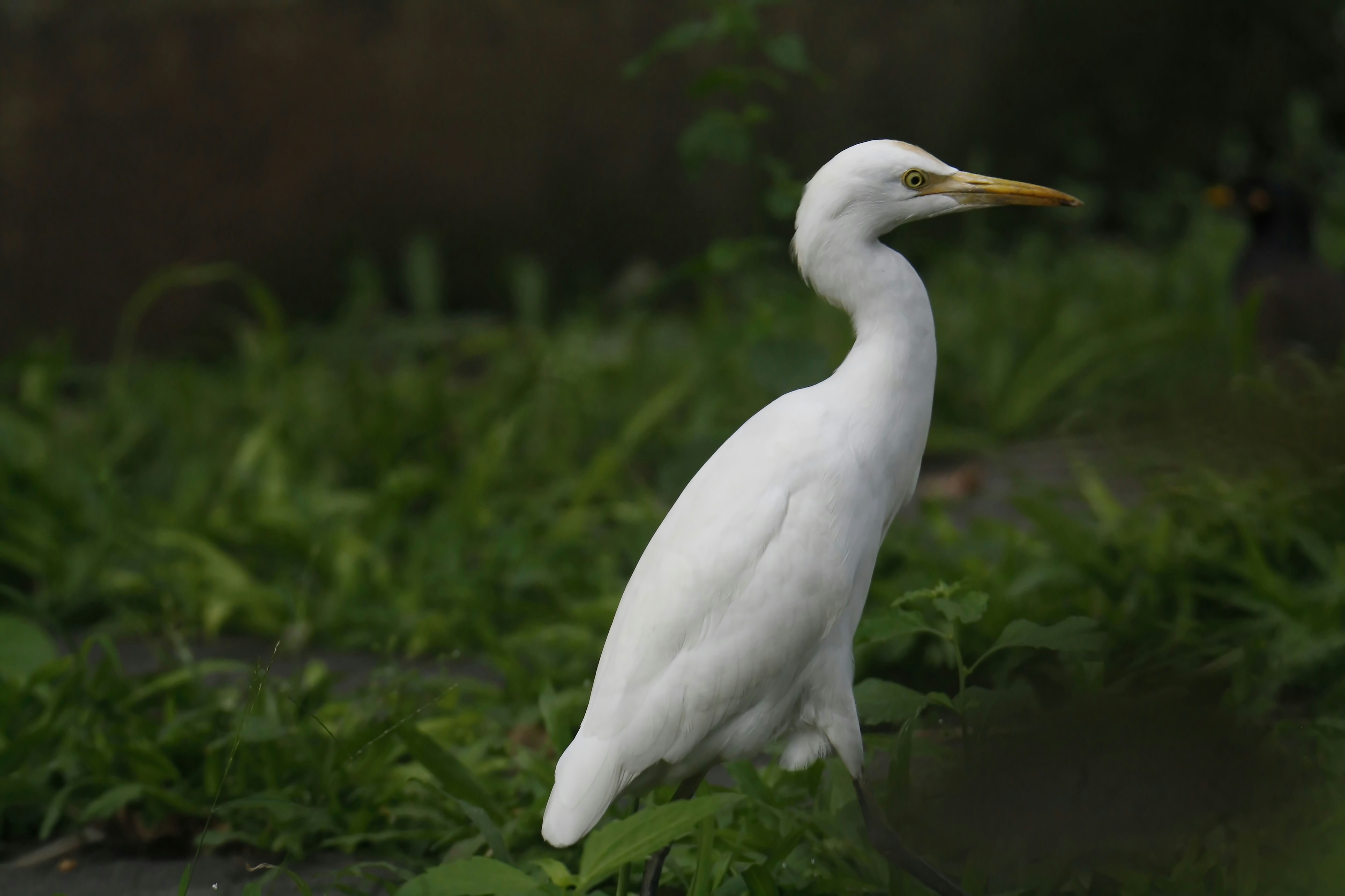 Photo by sylvester_123