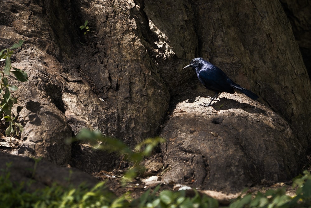 un pájaro azul sentado en lo alto de una roca