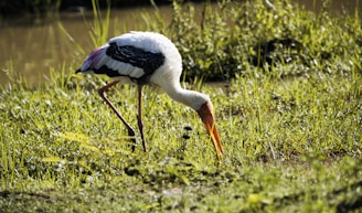 A stork is seen standing in a lush, green grassy area near water. The bird has a long neck and legs, with a brightly colored pink and black wings contrasted against its white body and a vivid orange beak