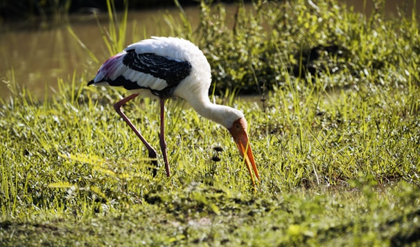 A stork is seen standing in a lush, green grassy area near water. The bird has a long neck and legs, with a brightly colored pink and black wings contrasted against its white body and a vivid orange beak