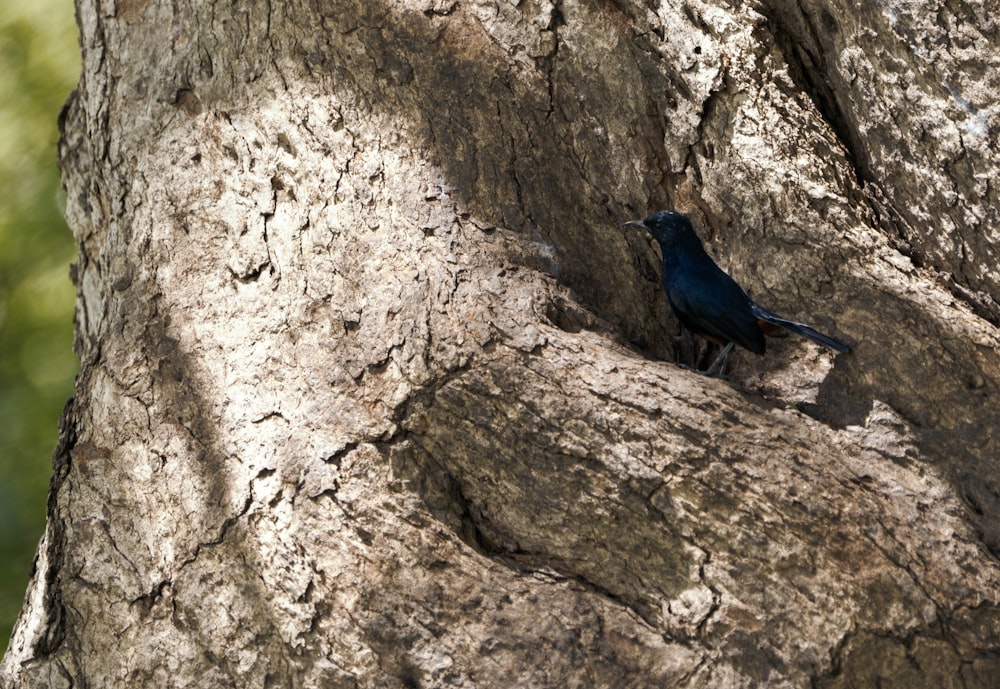 a small blue bird sitting on the side of a tree