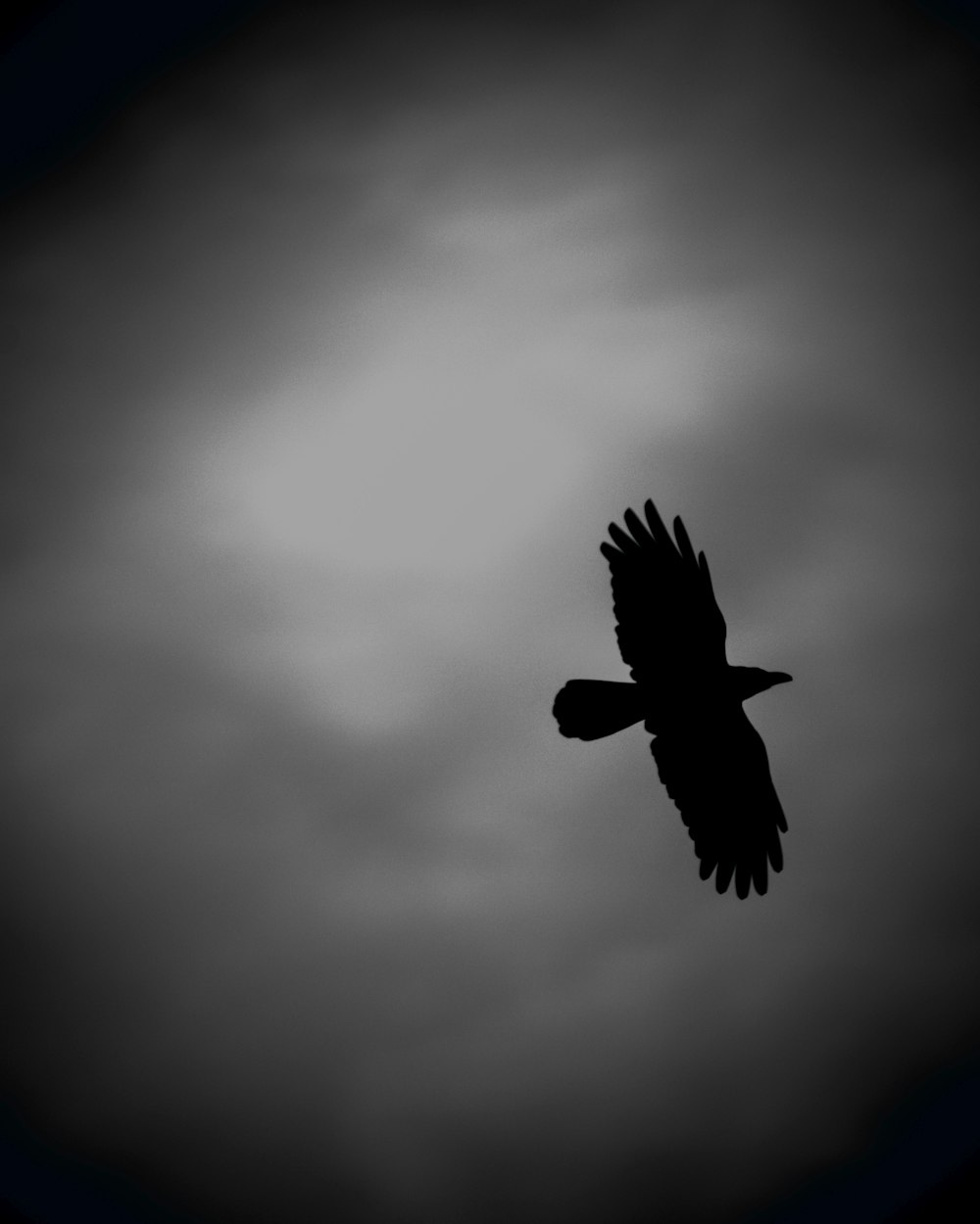 a black and white photo of a bird flying in the sky