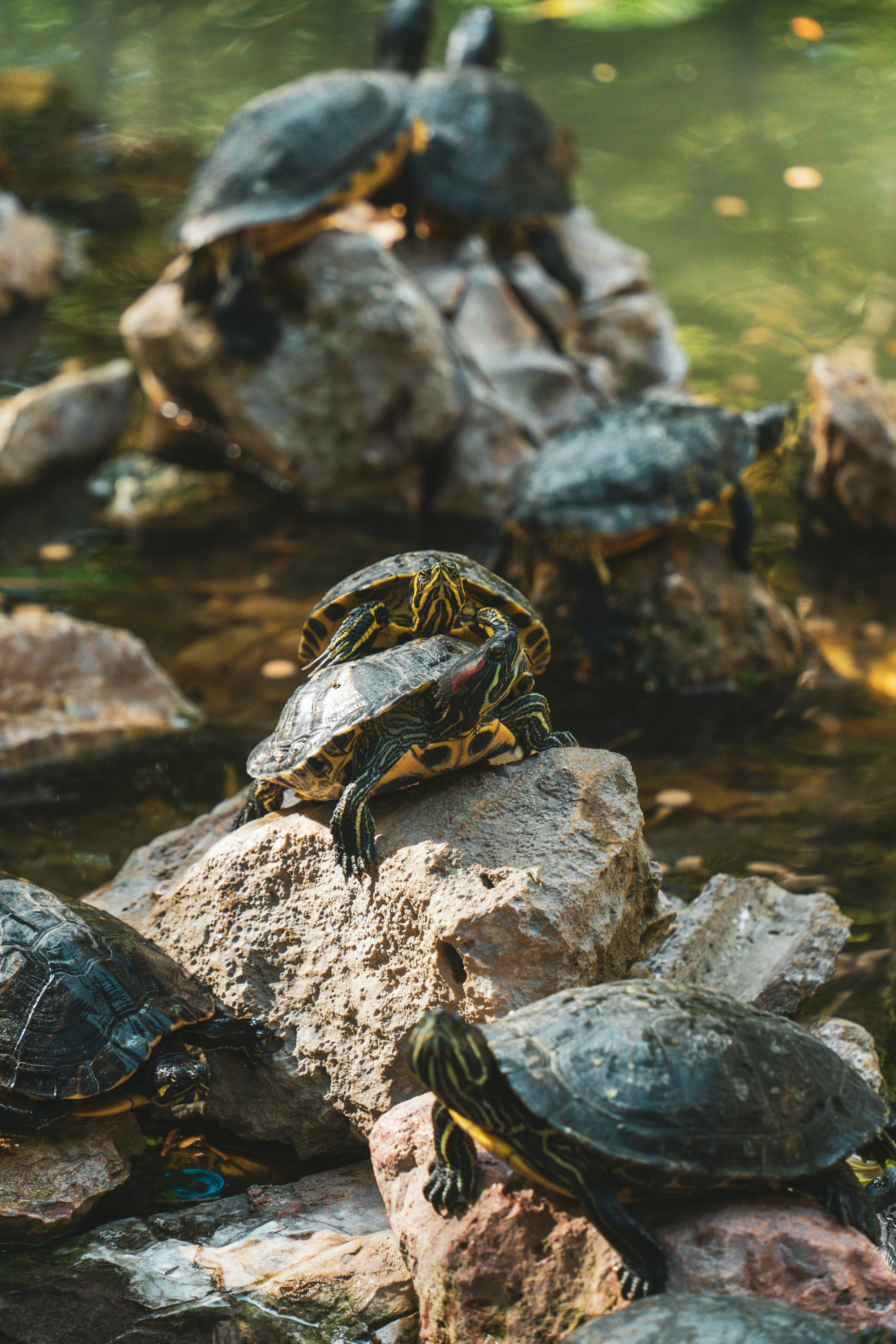 A group of turtles sitting on top of some rocks photo – Free Grey Image ...