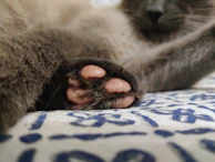 Close-up of a cat paw resting on a vintage airplane control panel.