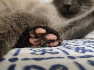 Close-up of a cat's paw resting gently on a velvet cushion adorned with sparkling rings.