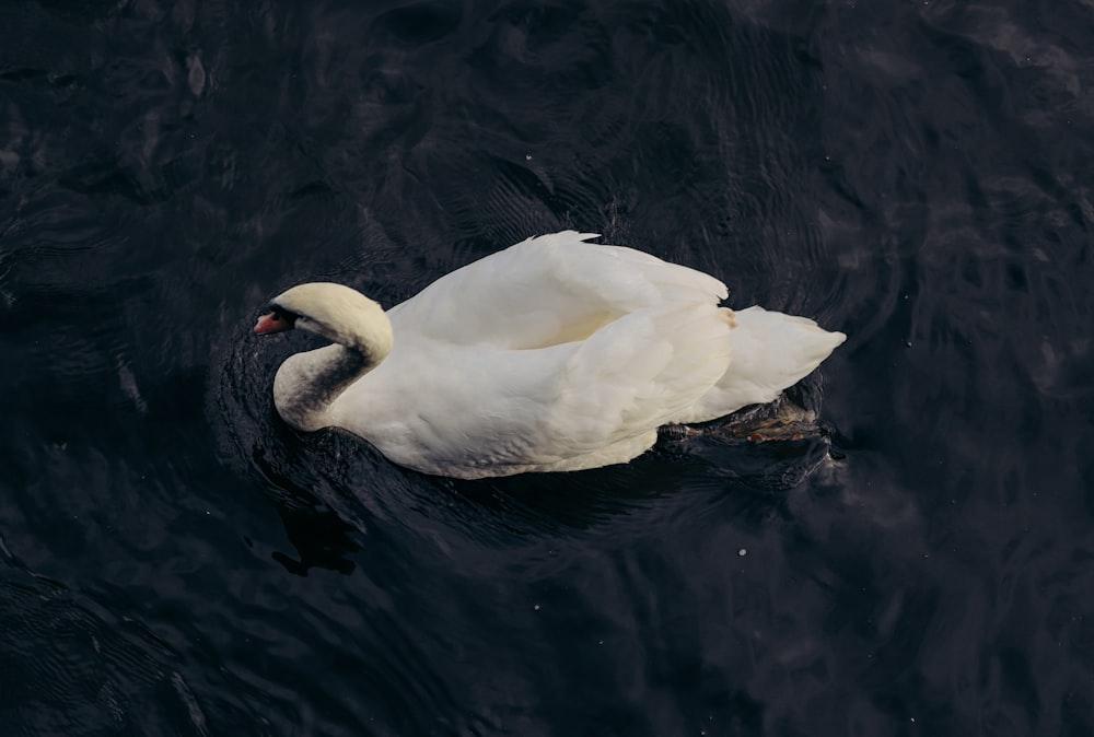 a white swan floating on top of a body of water