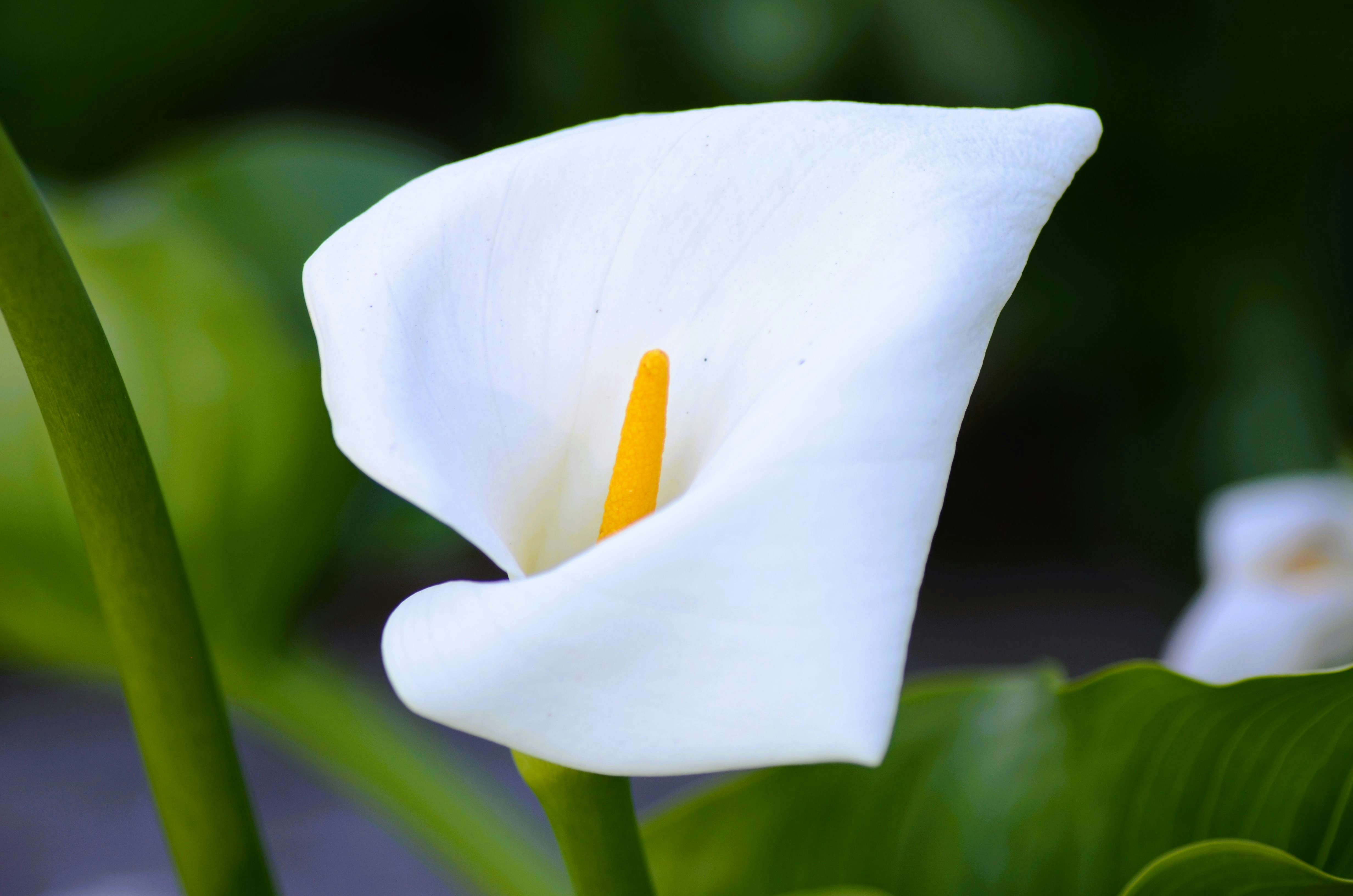 Photo by jessicadonnelly