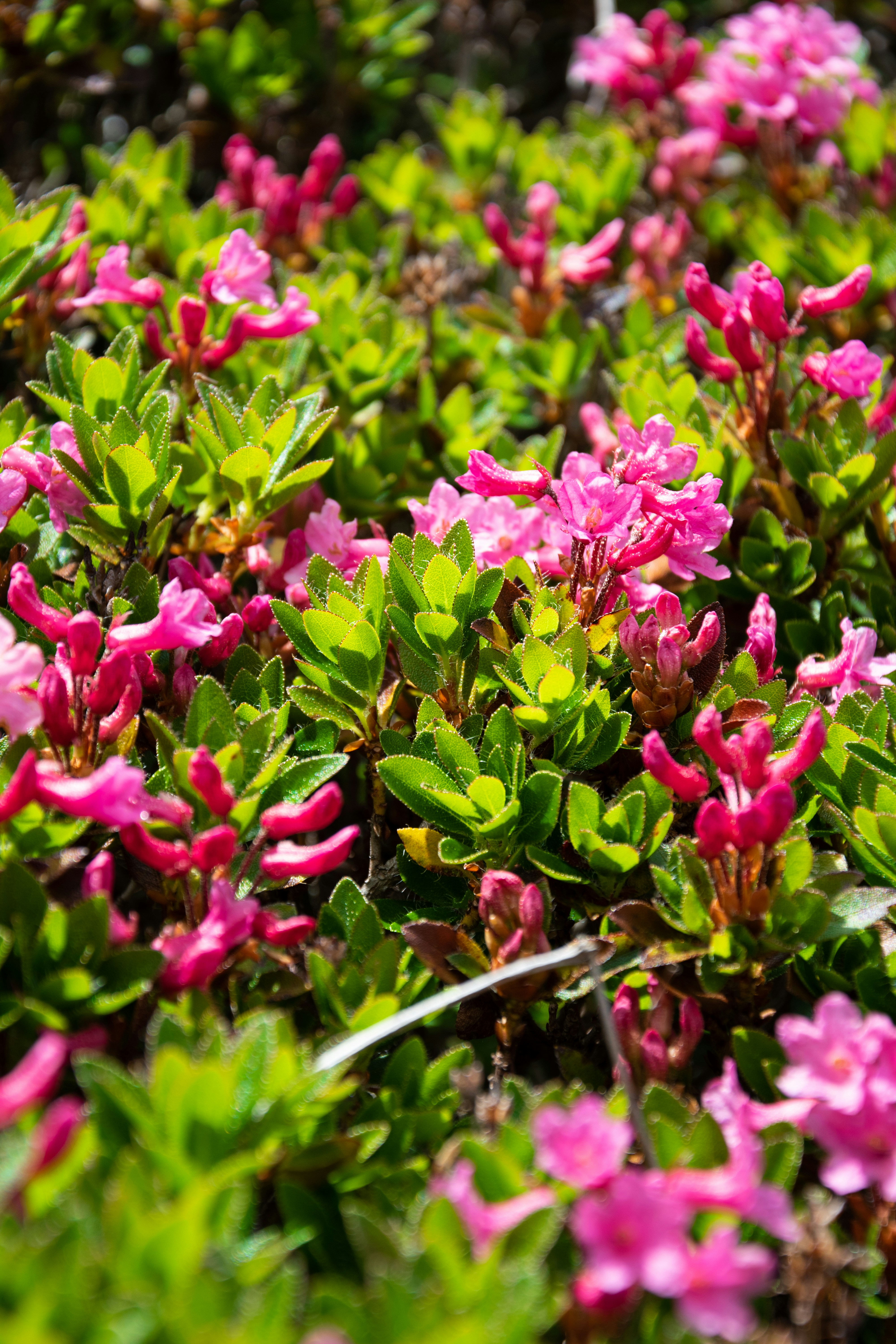 un ramo de flores rosadas que están en la hierba