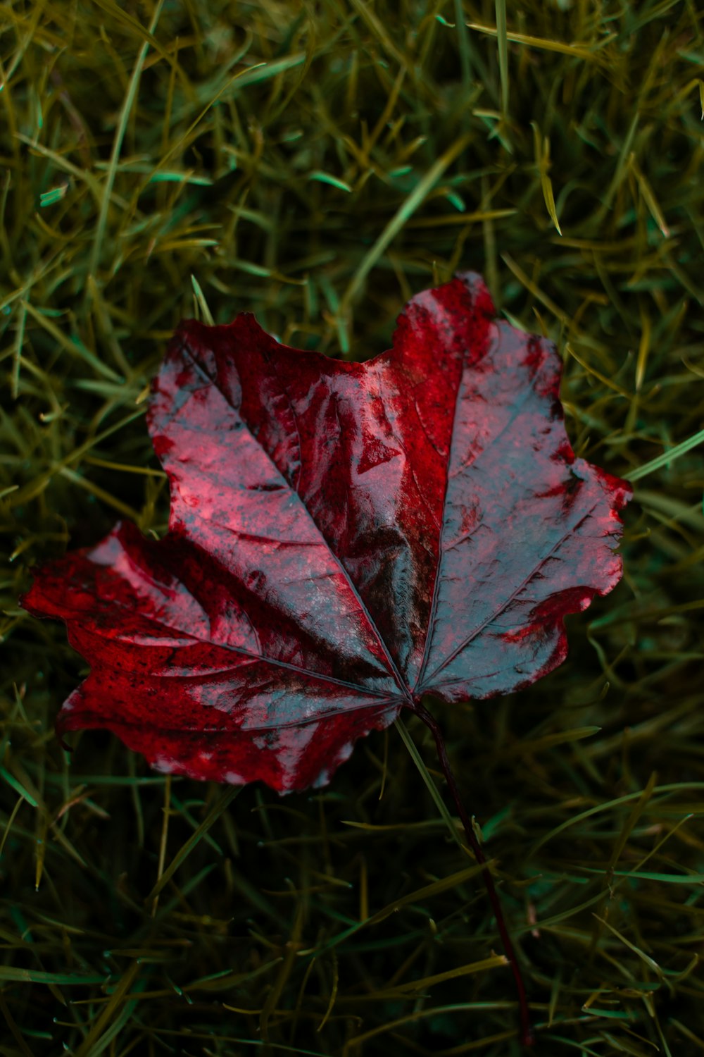 a red leaf laying on top of a lush green field