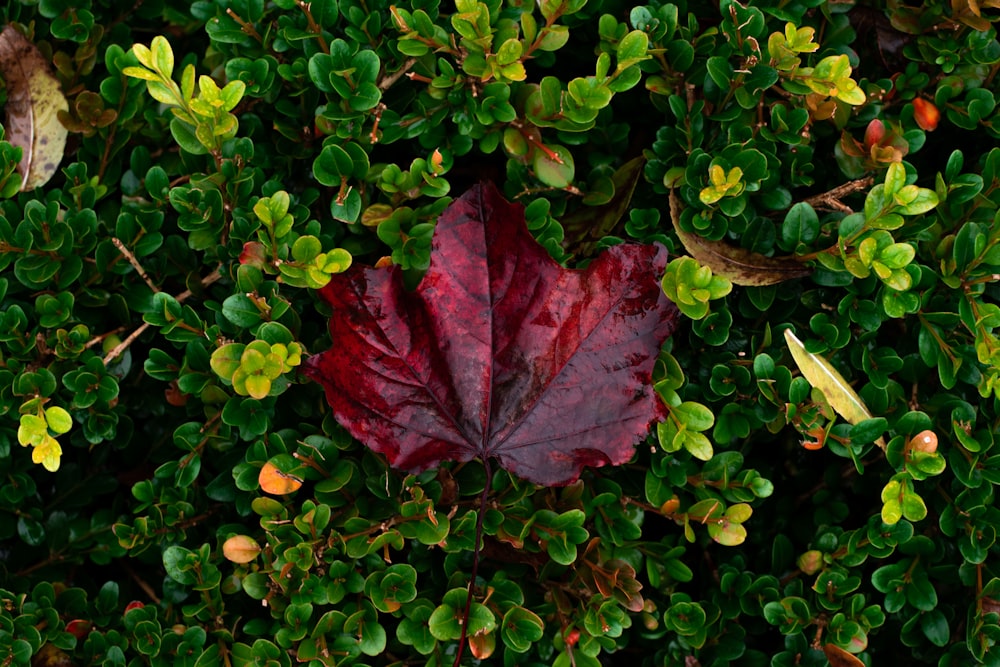 a red leaf laying on top of a green bush