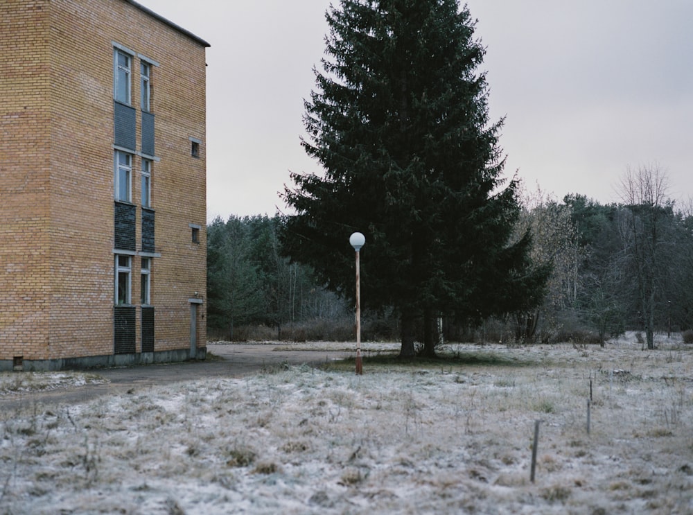 a tall tree sitting next to a tall brick building