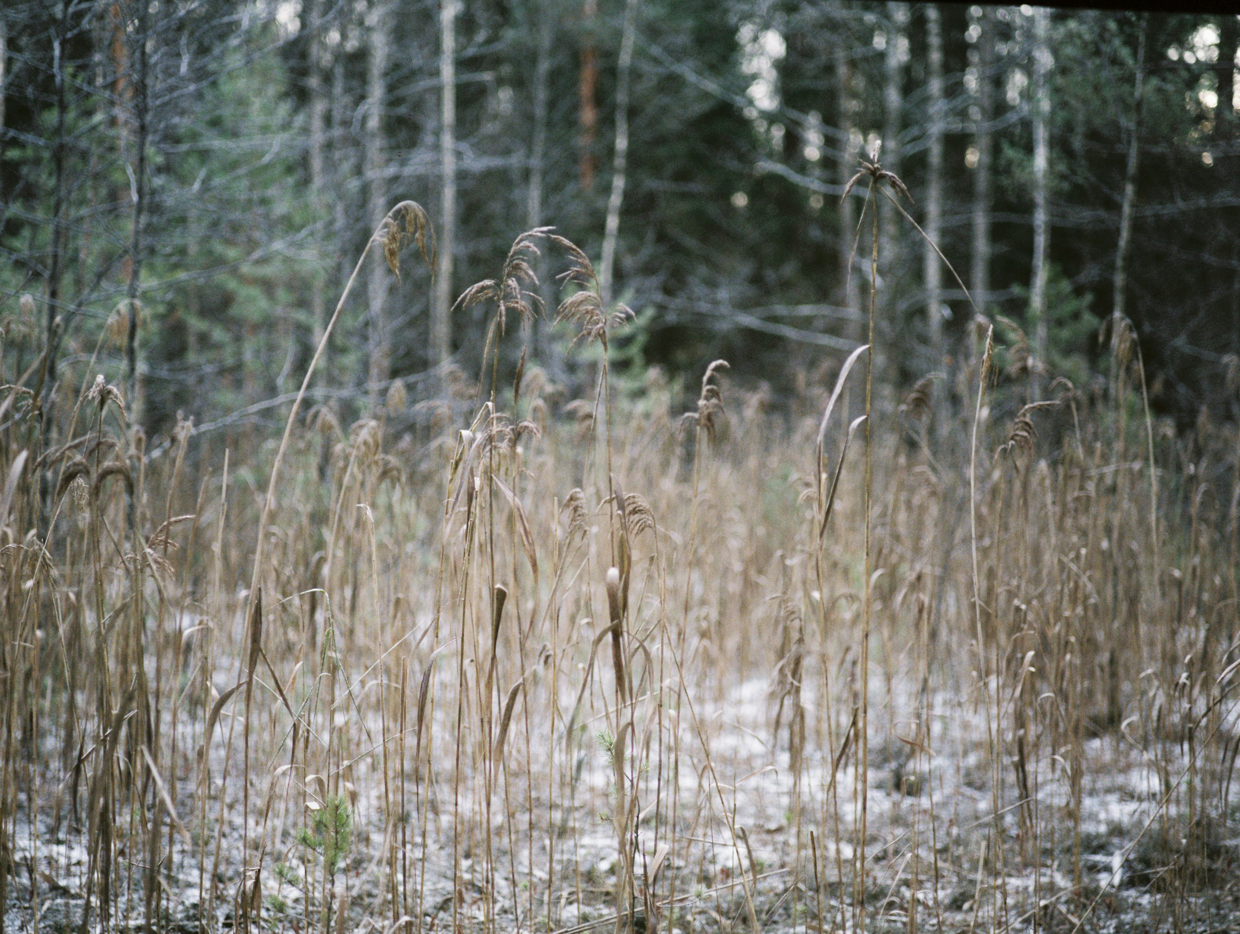 un bouquet d’herbes hautes au milieu d’une forêt