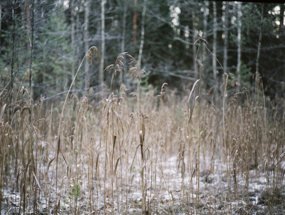 a bunch of tall grass in the middle of a forest