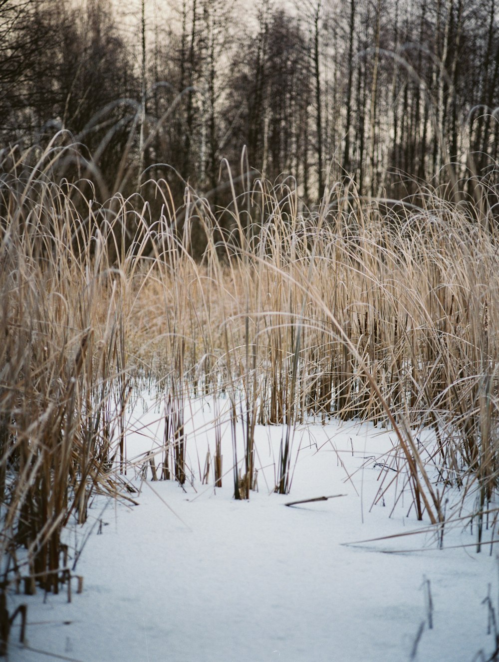 a snowy field with tall grass and trees in the background