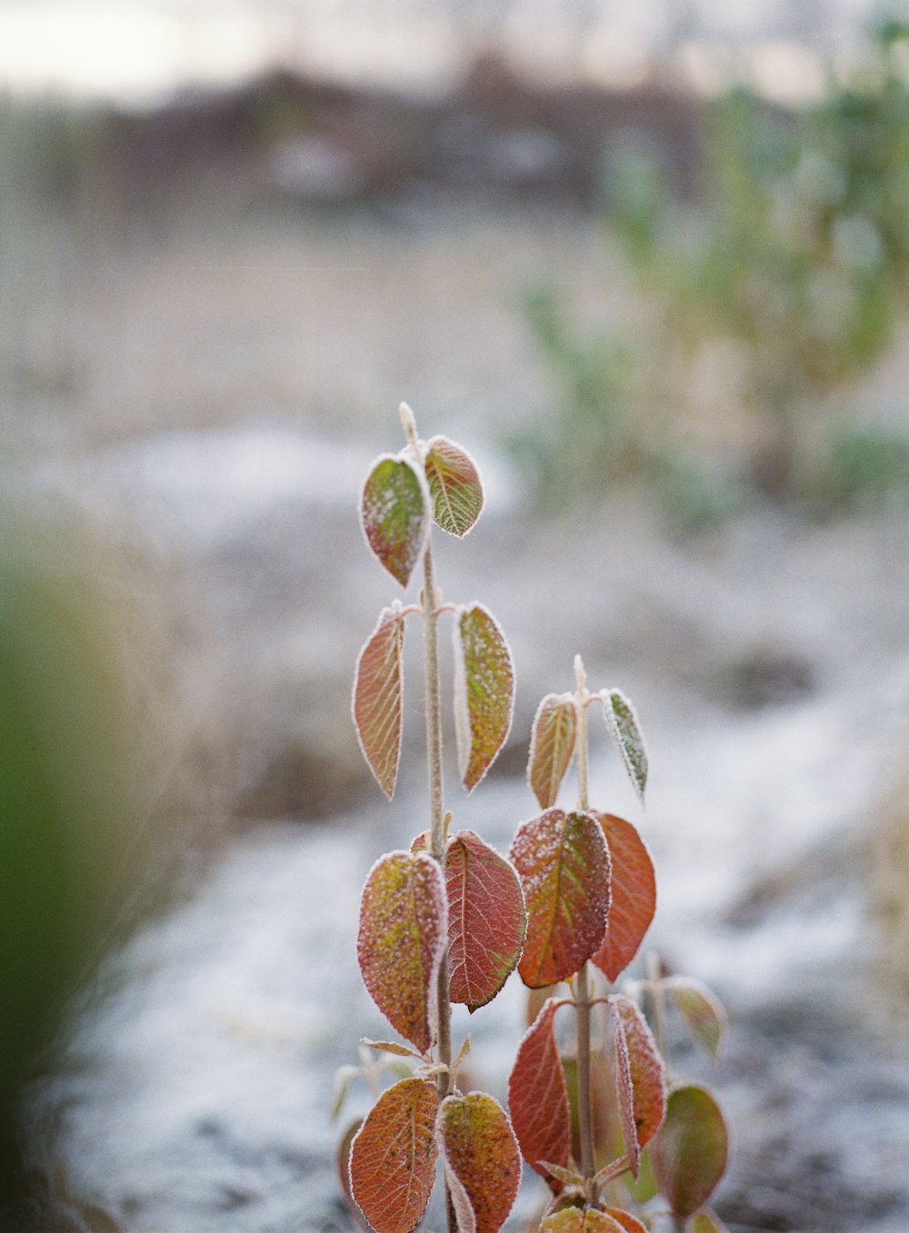 a close up of a plant with leaves on it