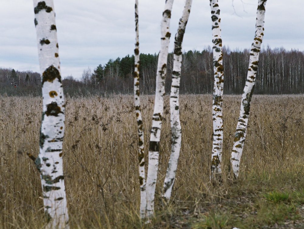 a bunch of trees that are standing in the grass