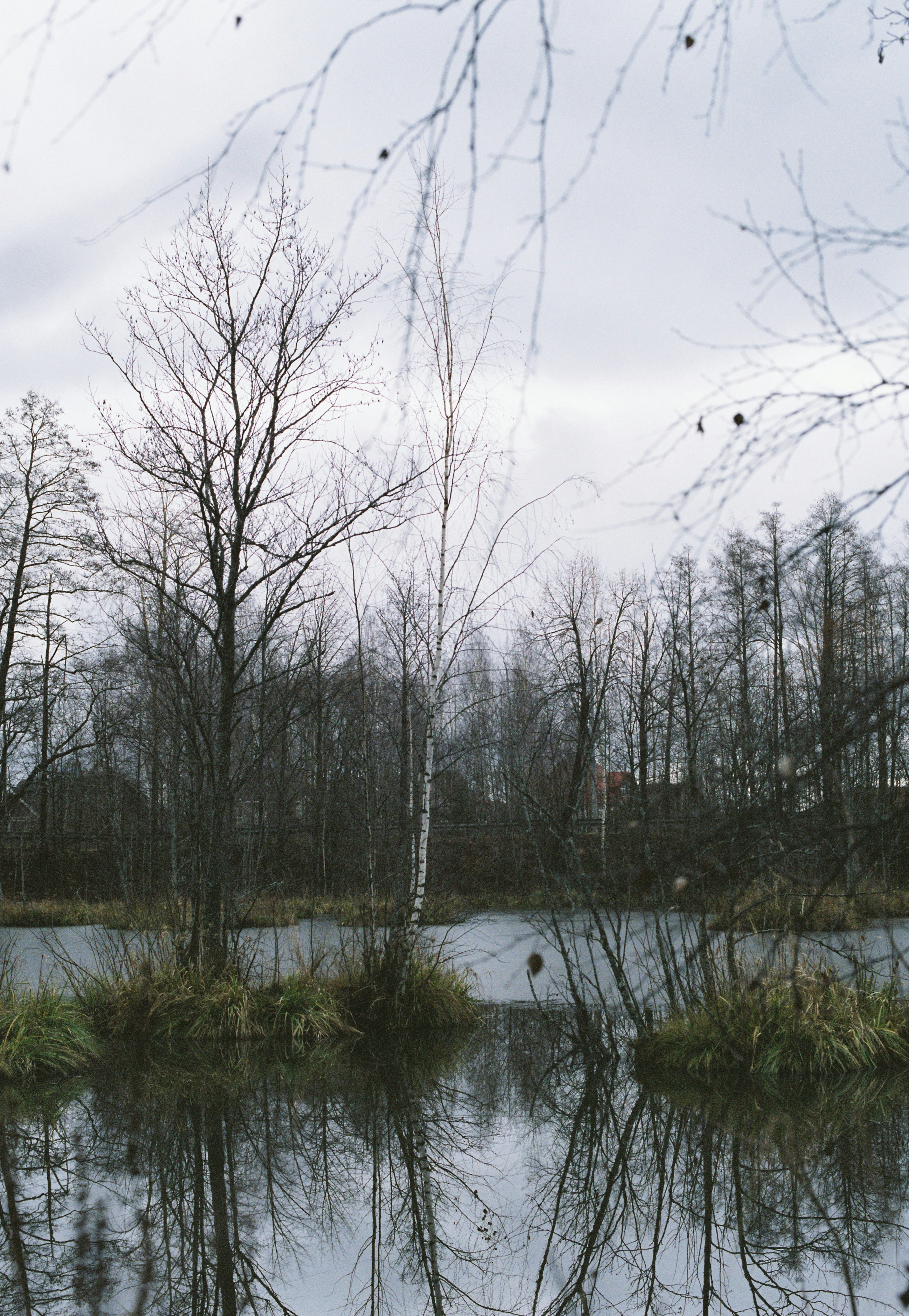 un plan d’eau entouré d’arbres et d’herbe
