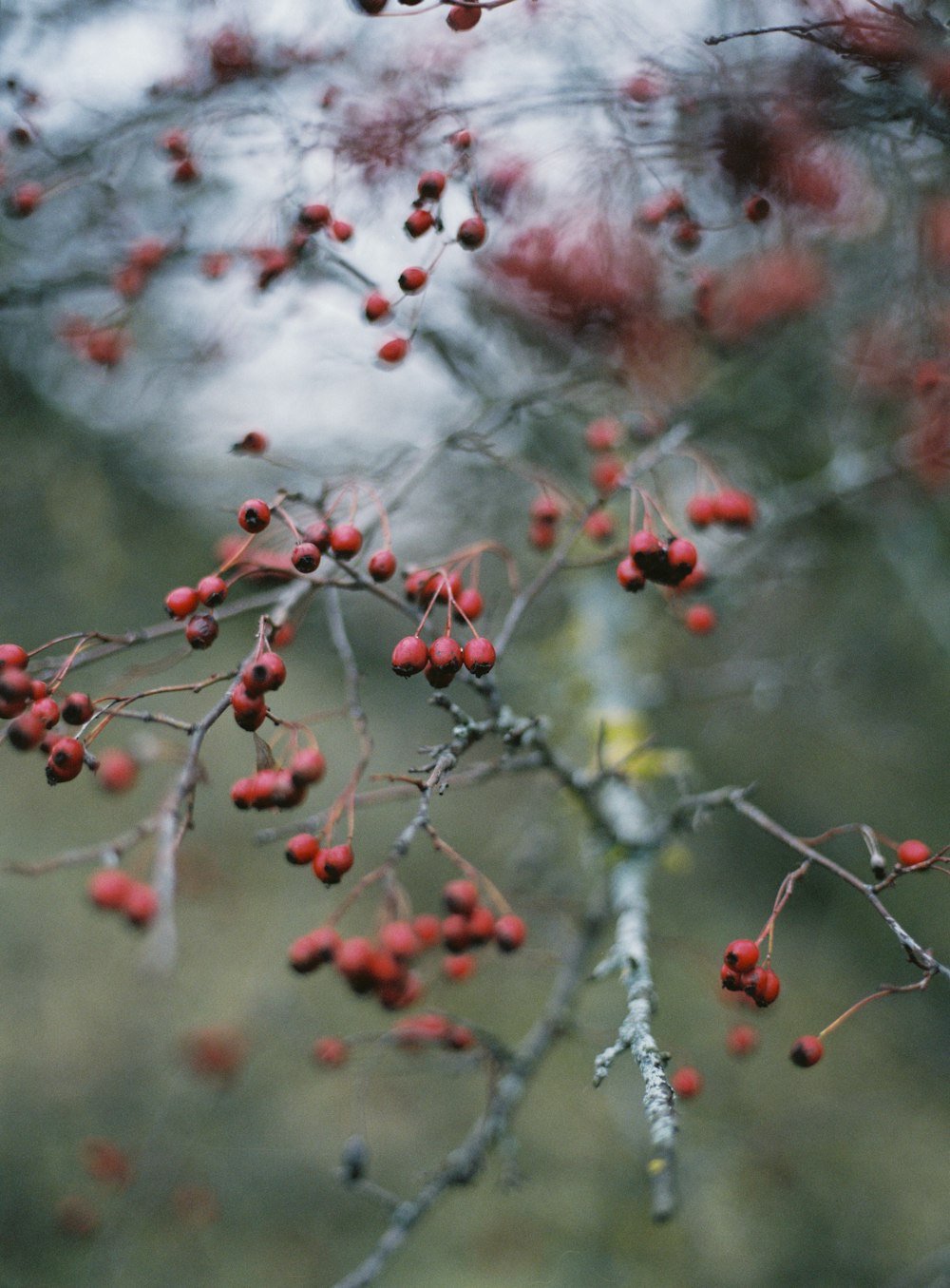 a tree with red berries hanging from it's branches