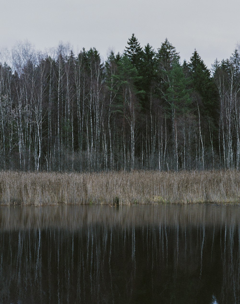 a large body of water surrounded by trees