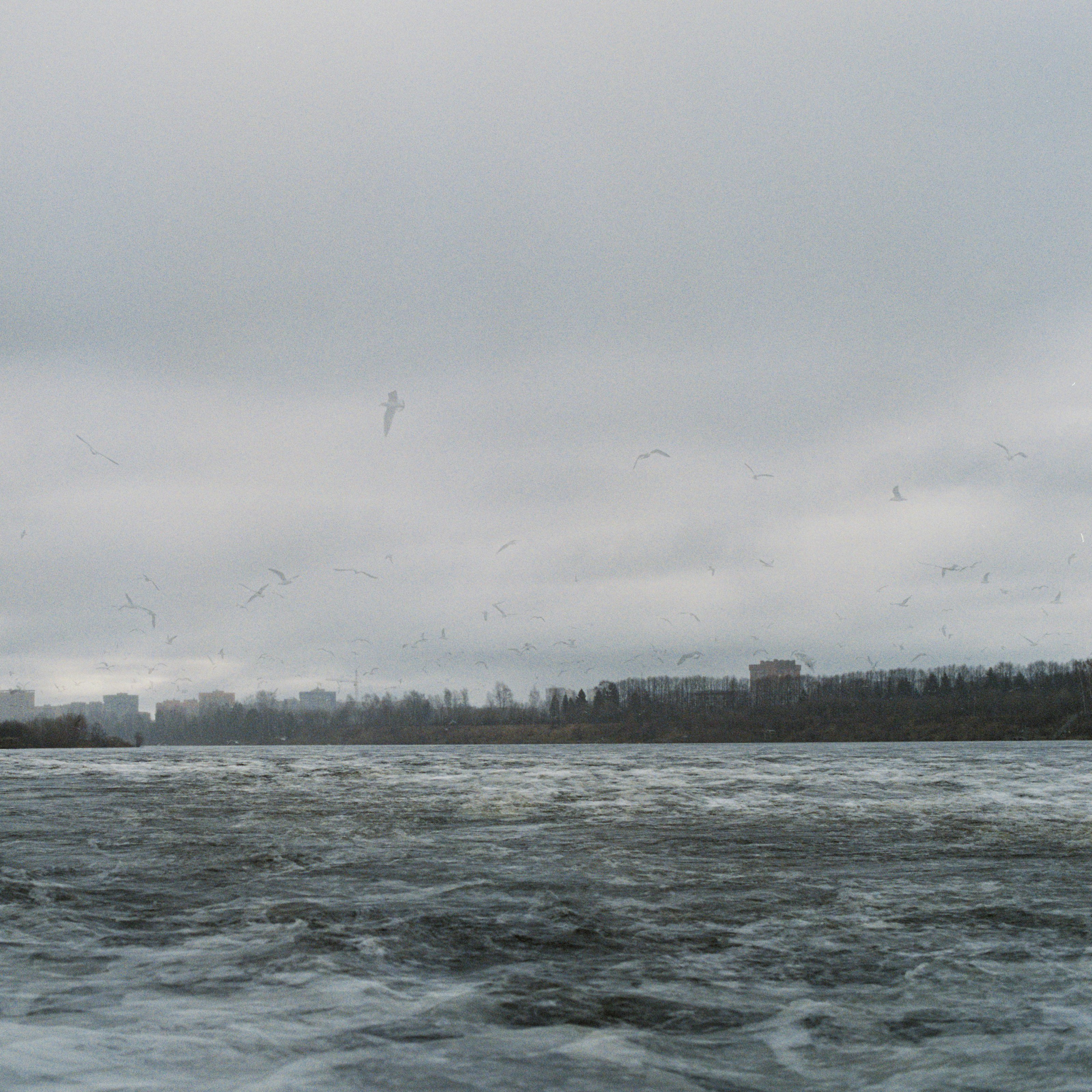 une grande étendue d’eau survolée par des oiseaux