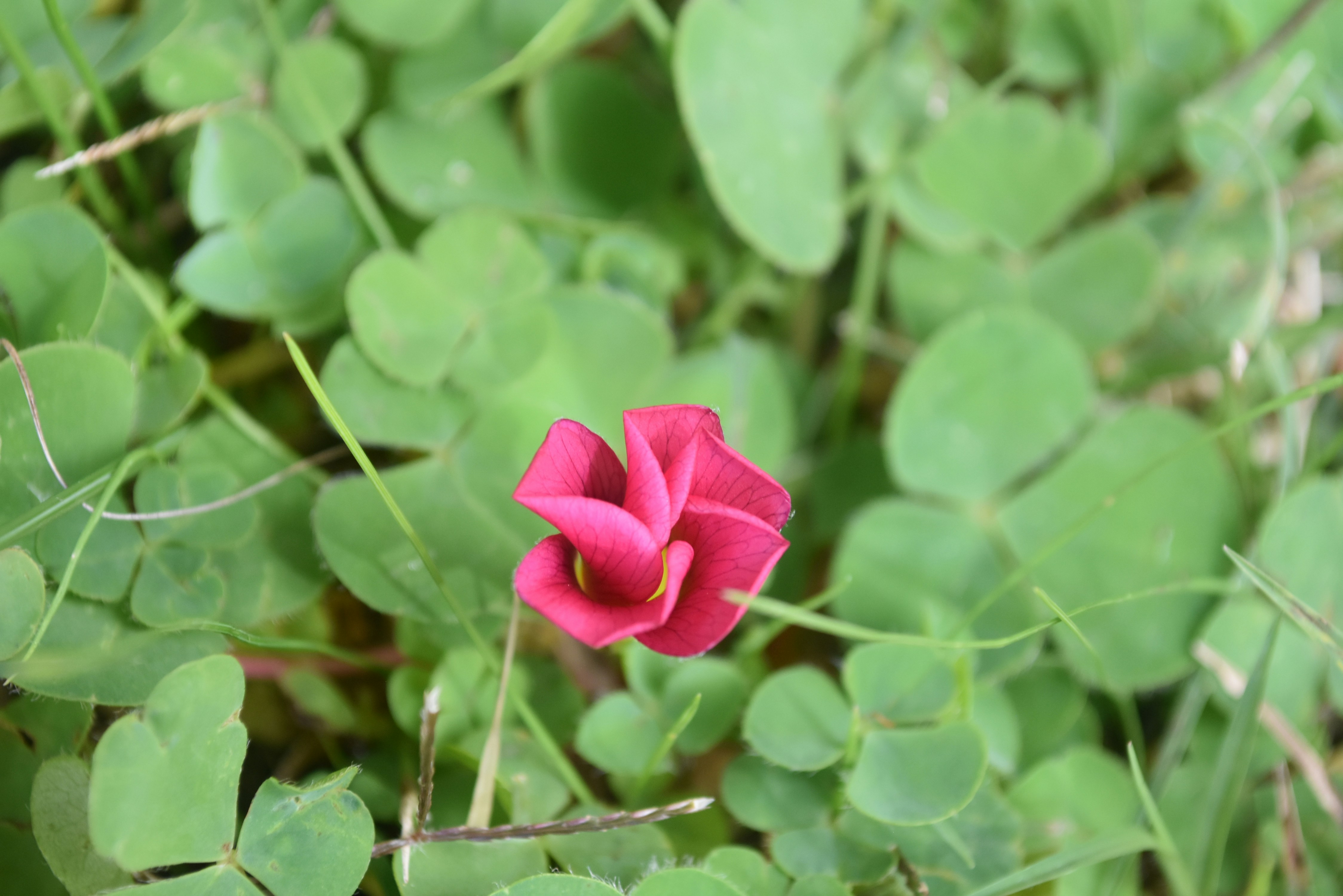 Photo by jessicadonnelly