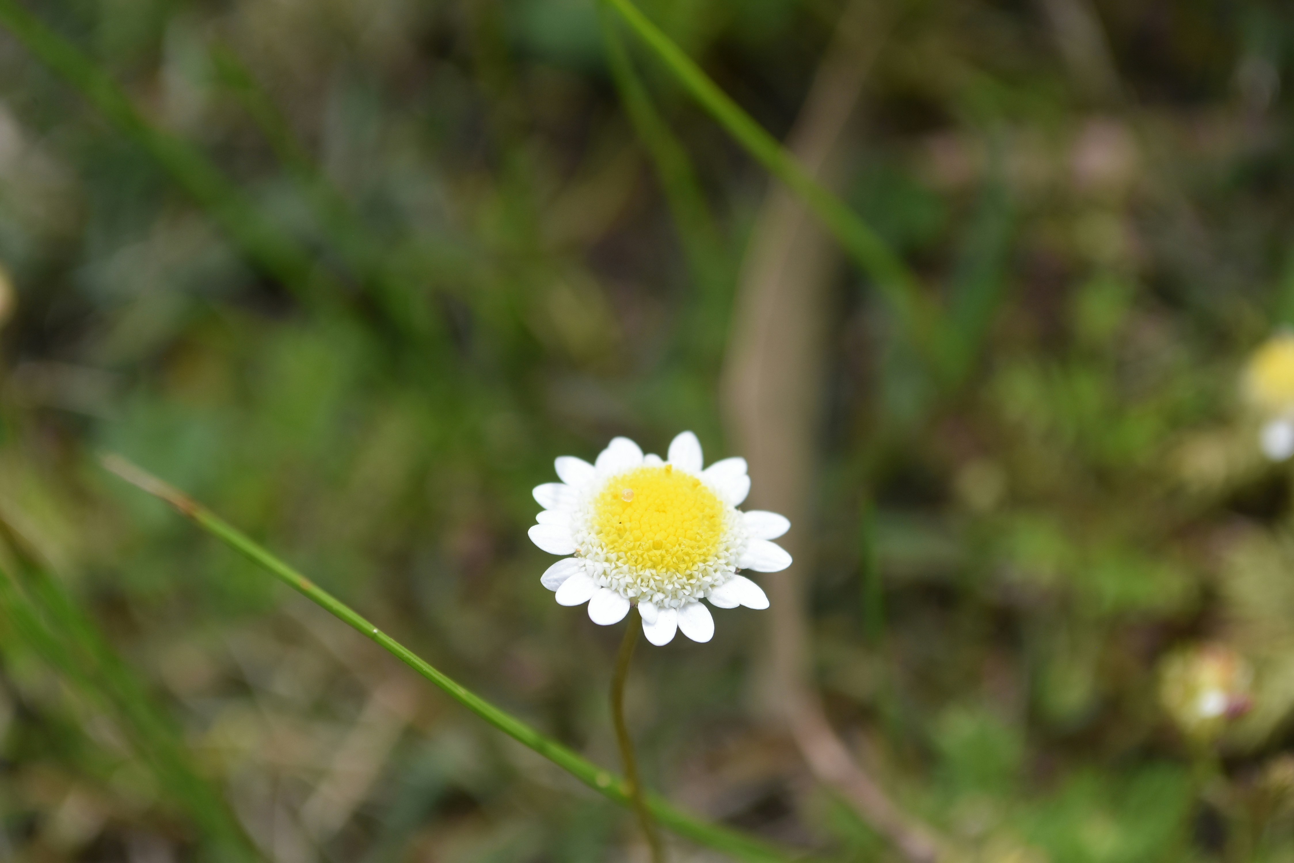 Photo by jessicadonnelly