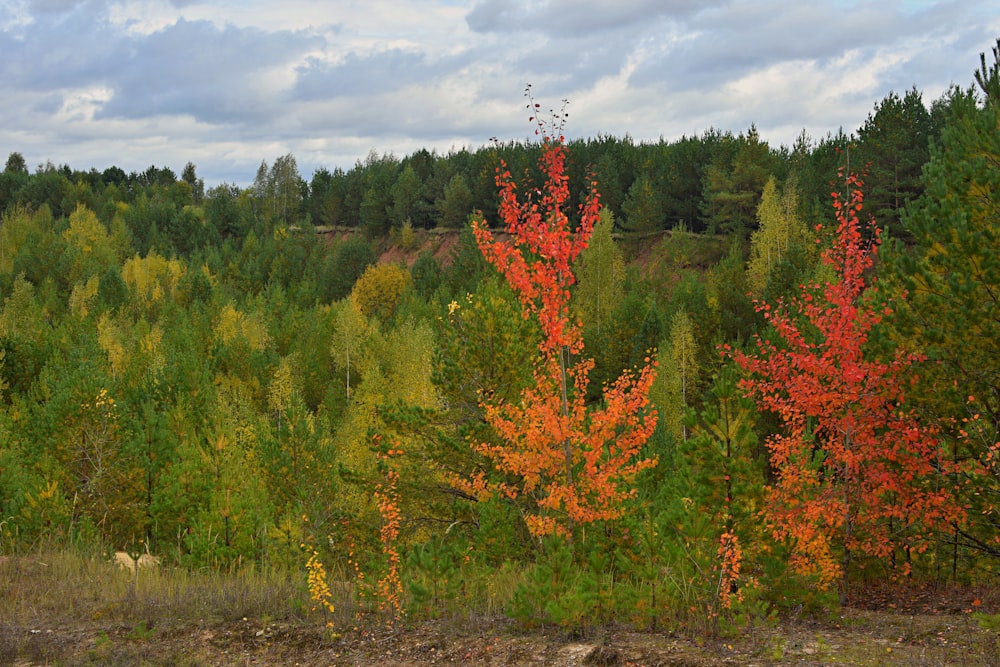 a forest filled with lots of colorful trees