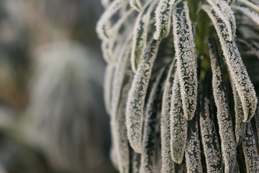 a close up of a plant with frost on it