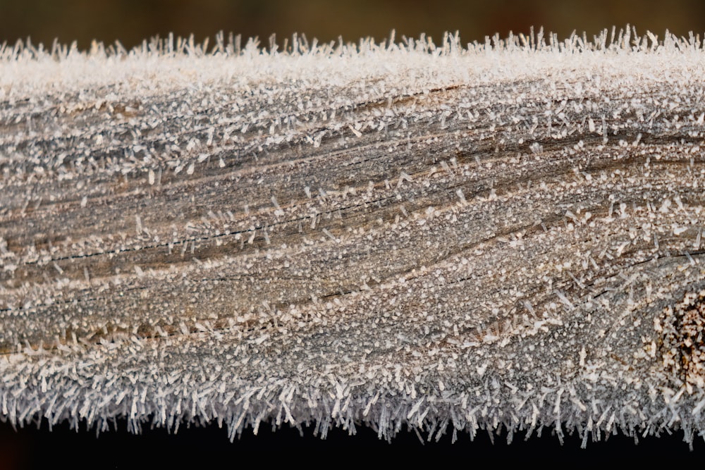 a close up of a piece of wood with frost on it