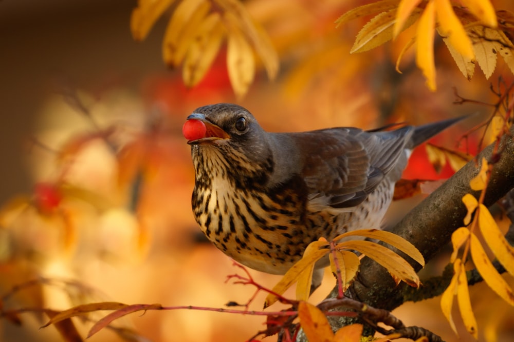 a bird perched on a tree branch with yellow leaves