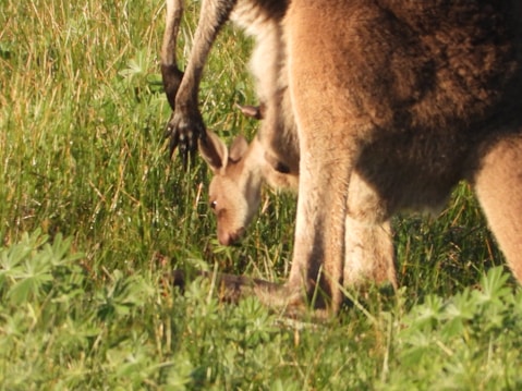 A kangaroo is standing on a grassy field with a joey in its pouch, partially visible. The scene is set in a lush green environment with wildflowers scattered around.