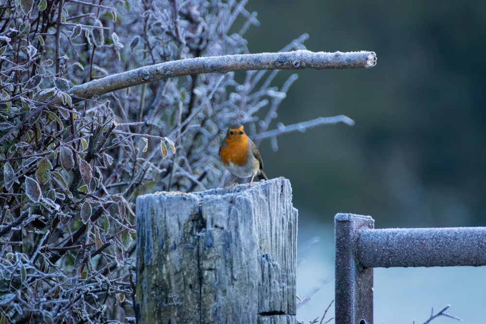 a small bird perched on top of a wooden post