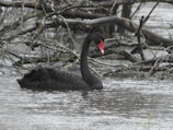 A captivating image showcasing a recent black swan event analysis.
