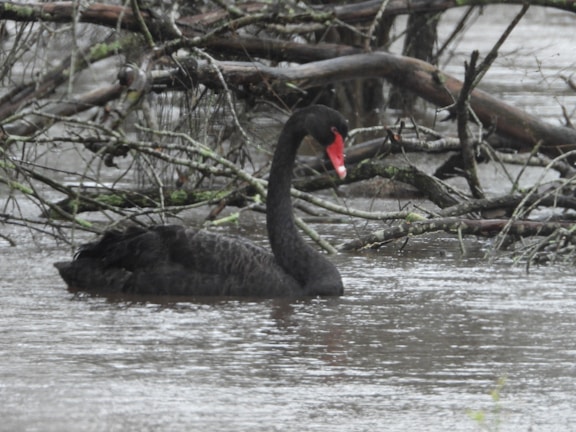 A captivating image showcasing a recent black swan event analysis.