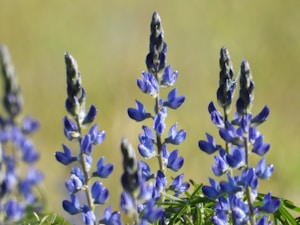 Tall stalks of blue lupine flowers stand upright with delicate blooms set against a softly blurred green background, suggesting a natural outdoor setting. The petals are a vibrant blue with hints of purple, glistening slightly in the light.