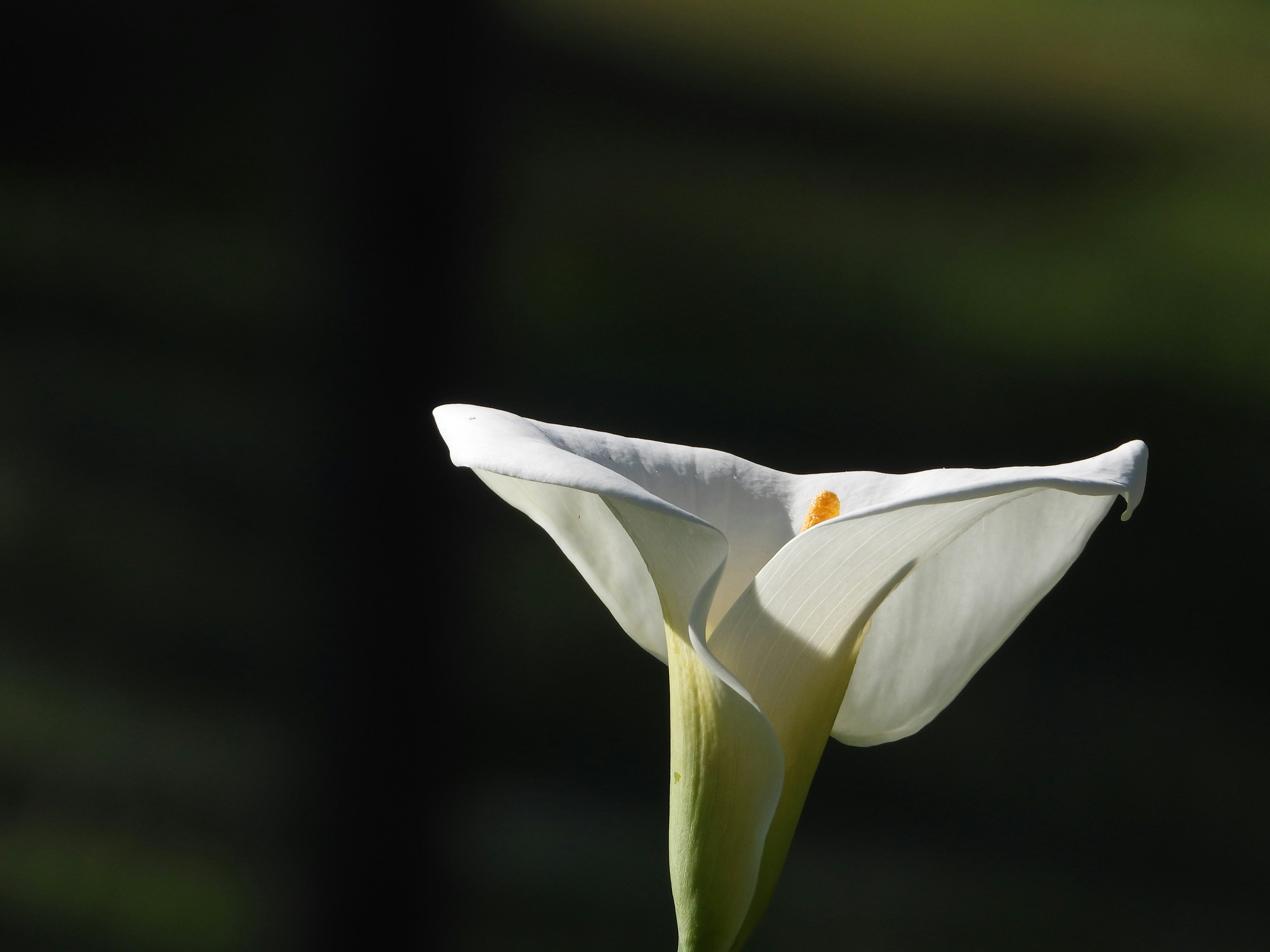 Photo by jessicadonnelly