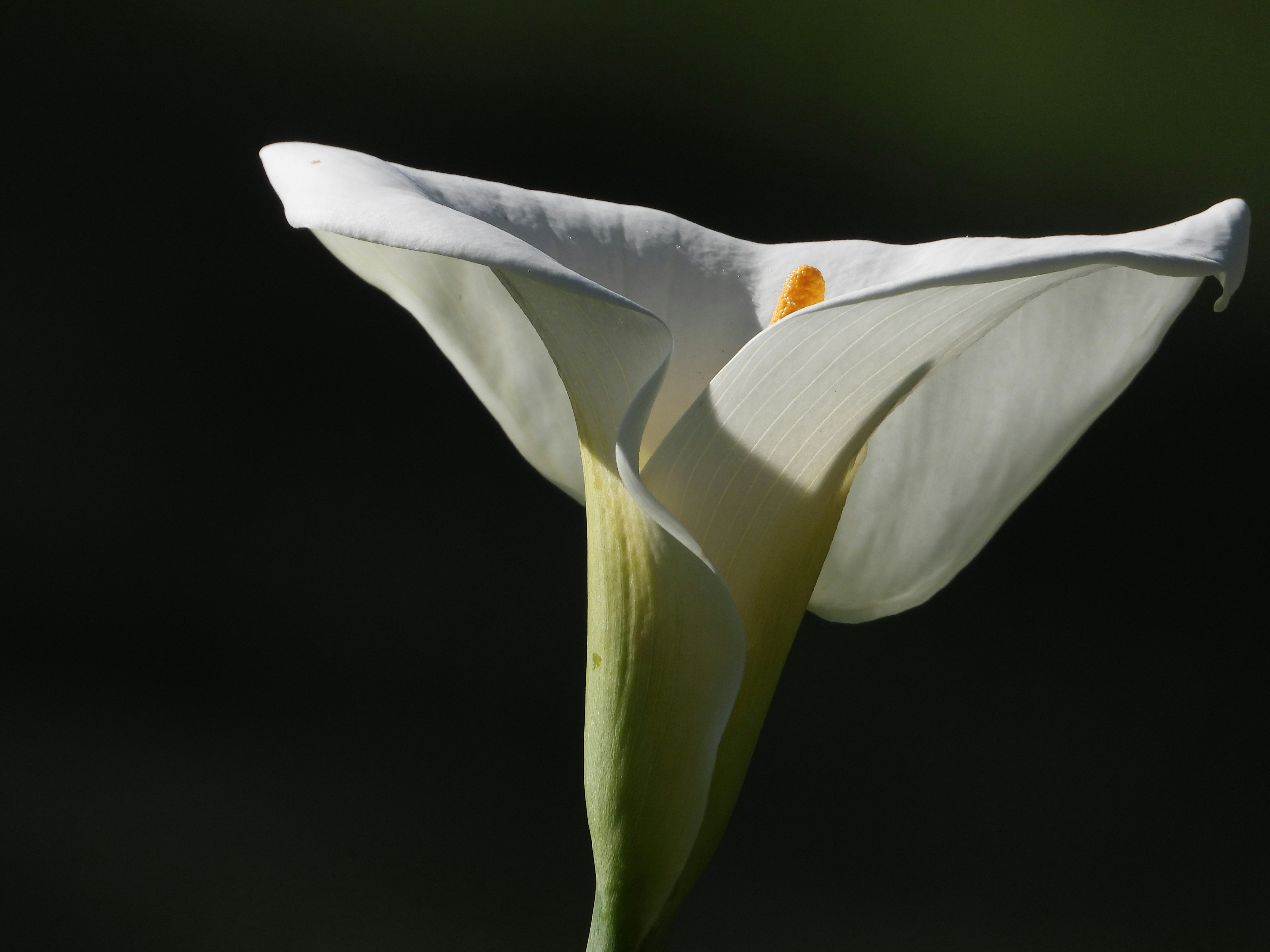 Photo by jessicadonnelly