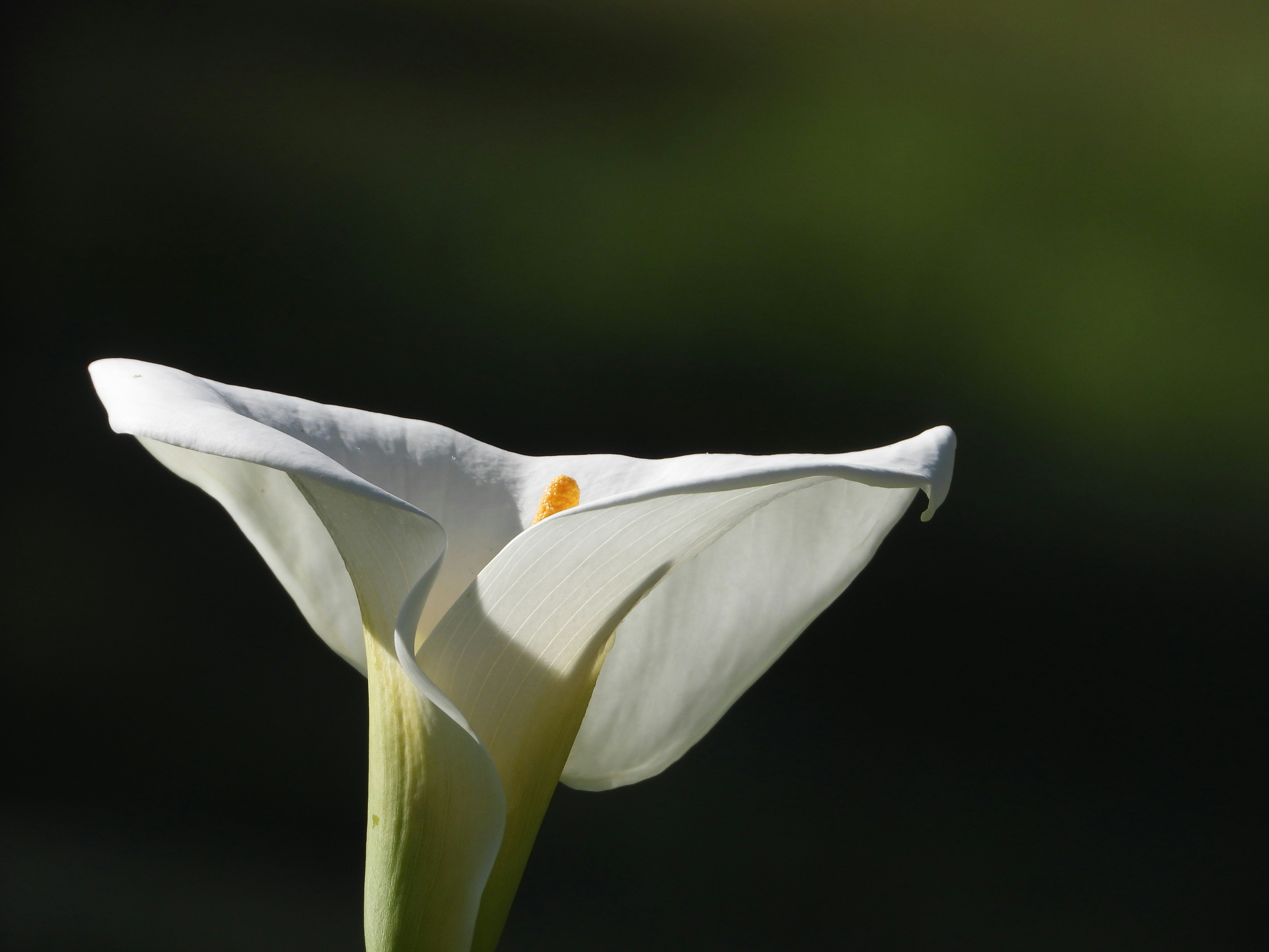 Photo by jessicadonnelly