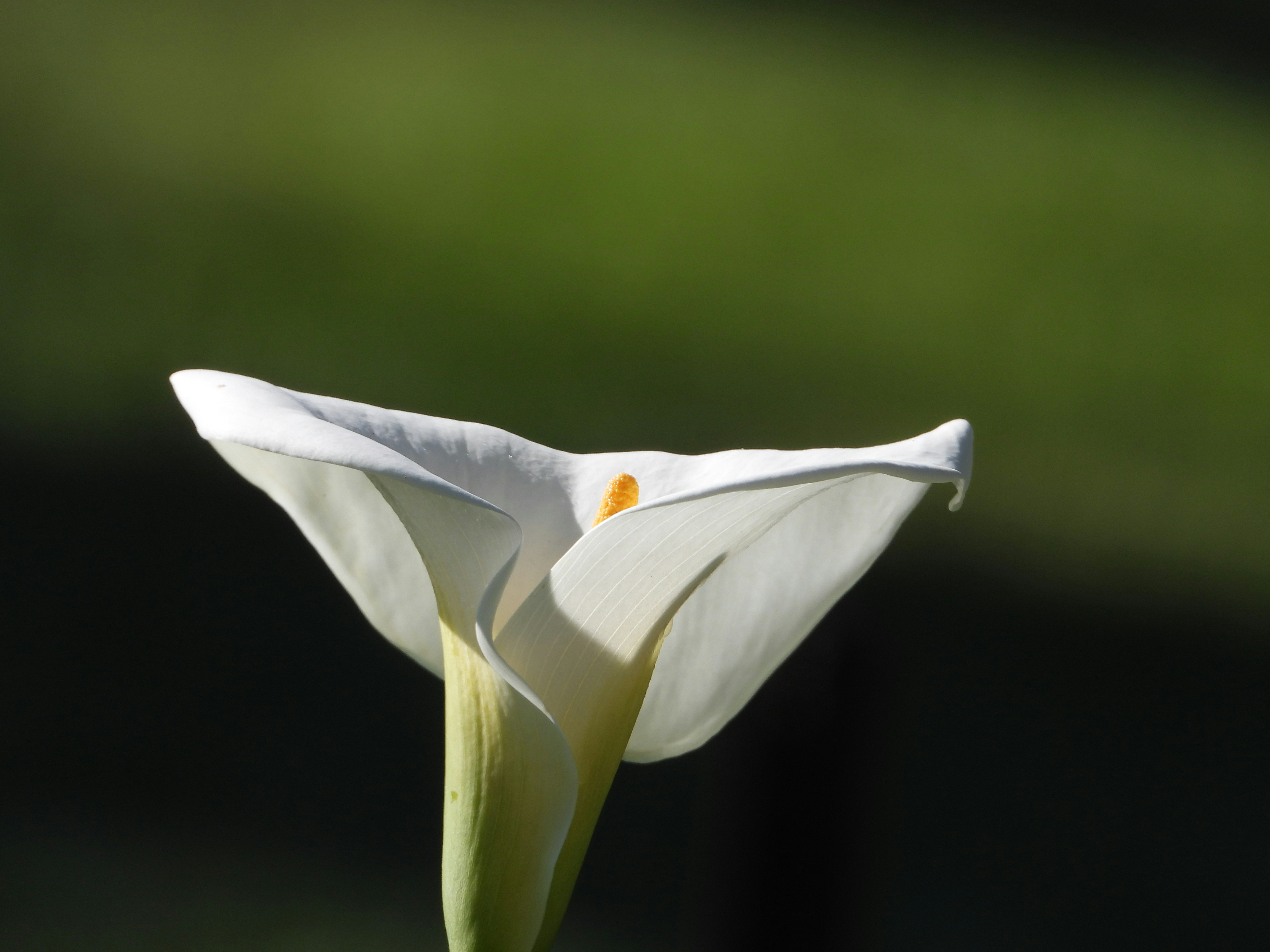 Photo by jessicadonnelly