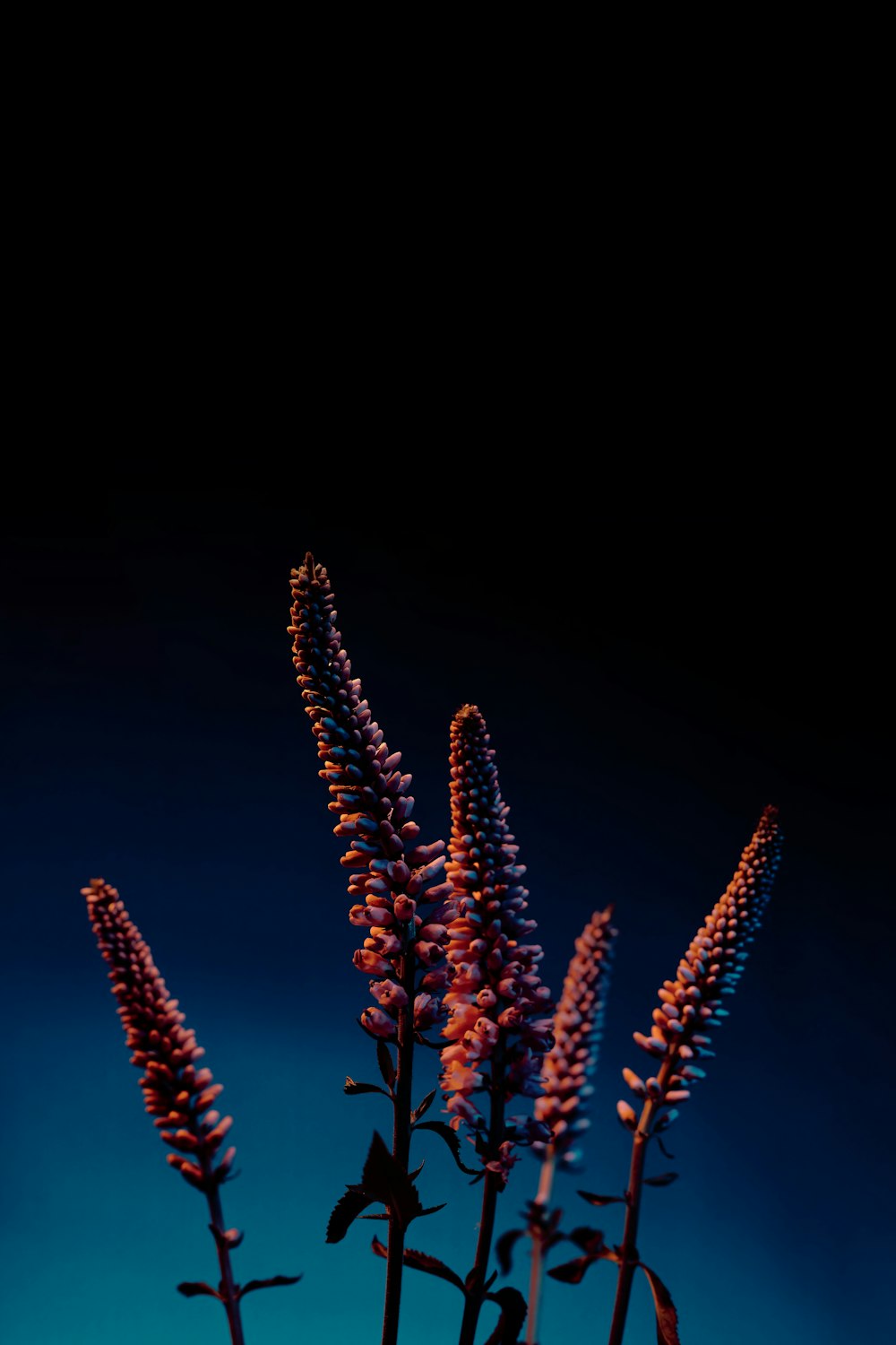 a vase filled with purple flowers on top of a table