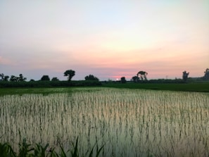 Sunset over the expansive paddy fields with farmers heading home after a day's work