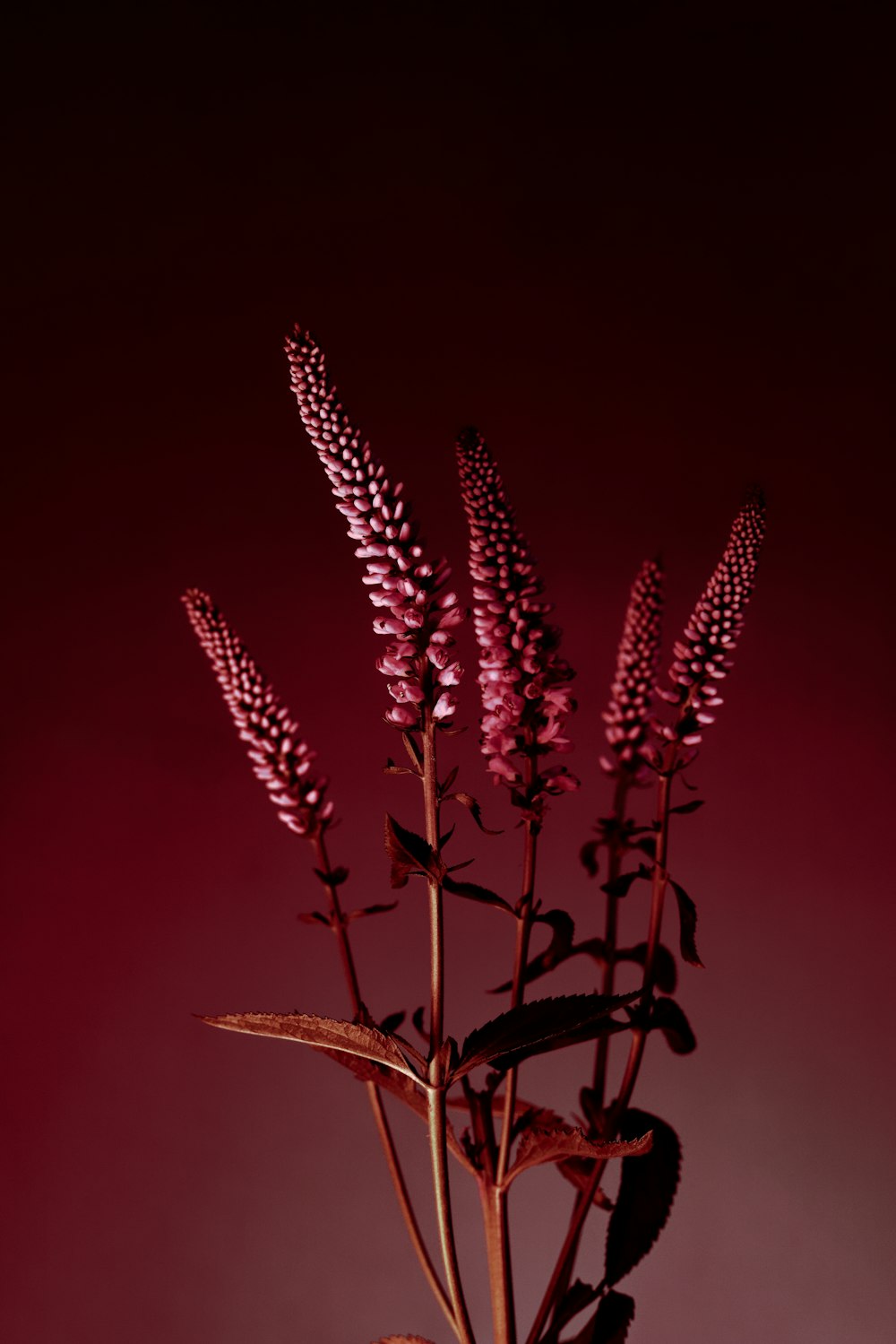 a vase filled with purple flowers on top of a table