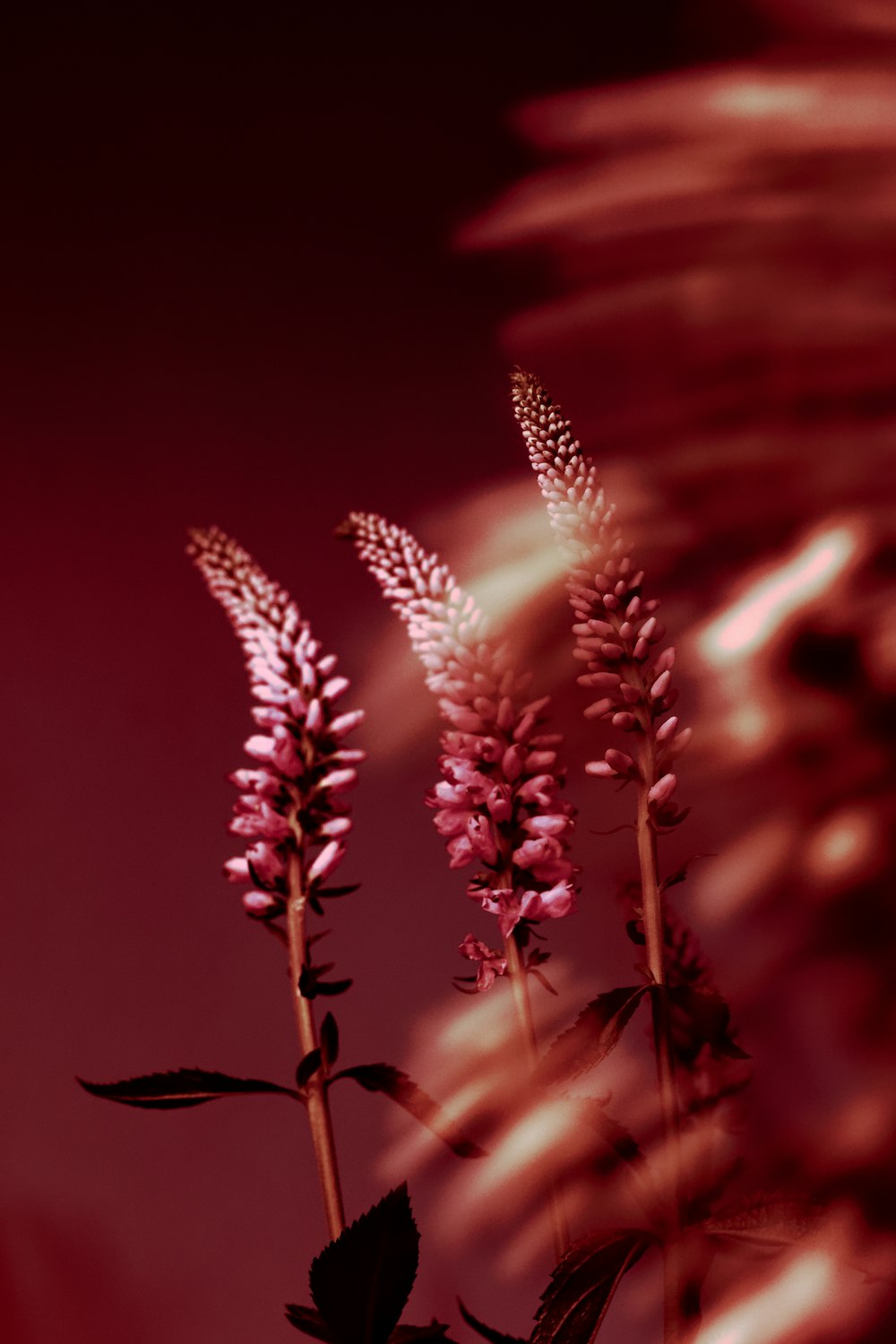 three pink flowers in a vase on a table