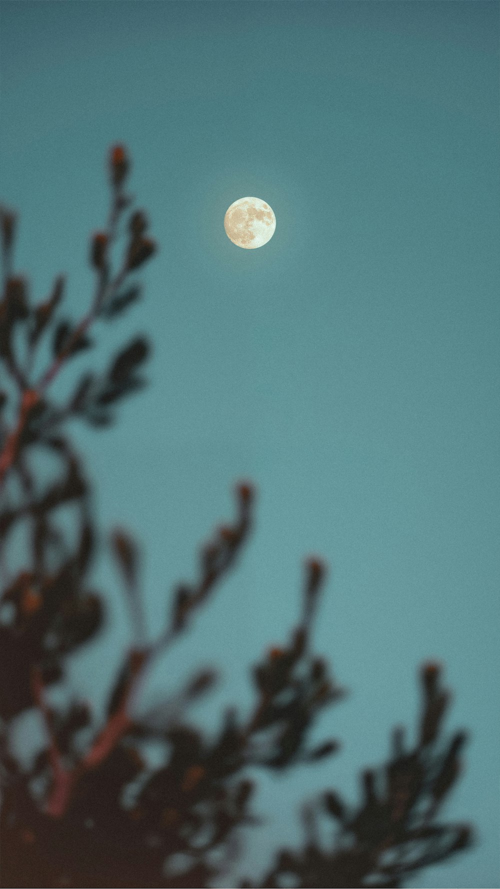 a full moon seen through the branches of a tree